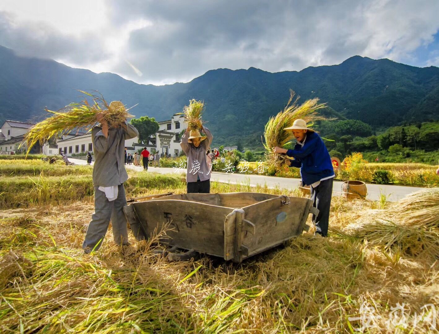 石臺(tái)農(nóng)民歡慶“中國(guó)學(xué)校宣傳欄農(nóng)民豐收節(jié)” （組圖）